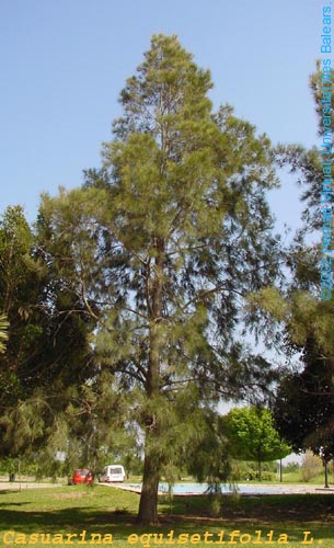 �D����� �c���ɷŴ�