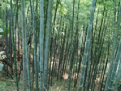 �D�������� �c���ɷŴ�