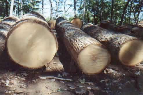 ���� white oak��Ԕ����B