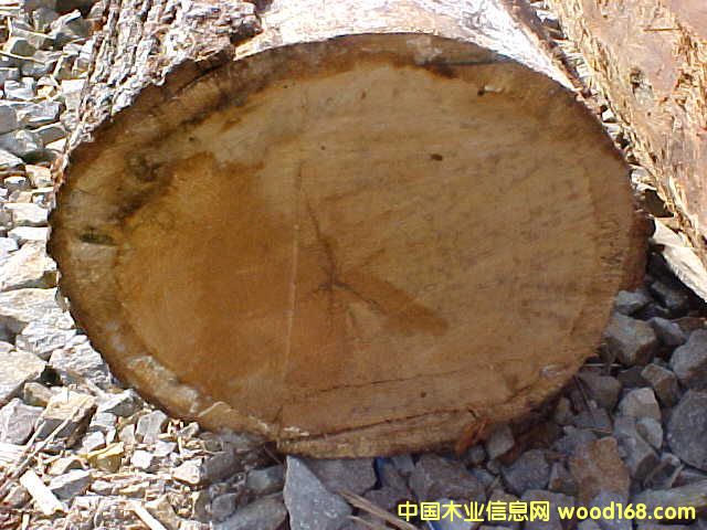HARD MAPLE(Ӳ��)��Ԕ����B