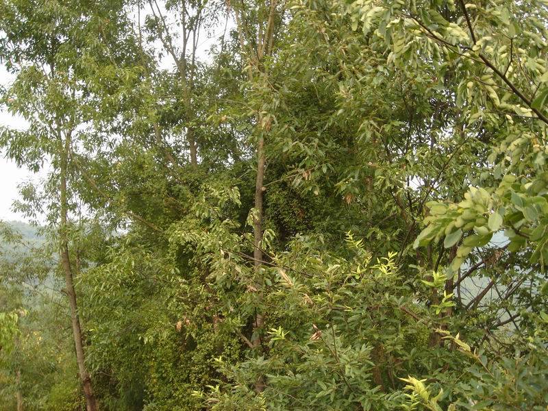 �sľ�YԴ�S����Ԕ��(x��)��B