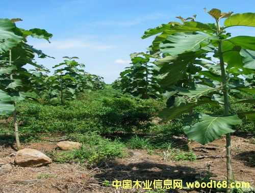 �c���鿴��ľ�磨����863�Ŀ���|�����C���Ŵ�DƬ