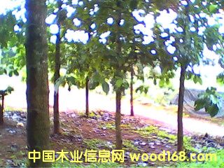 �c���鿴��ľ�磨����863�Ŀ�����|�����Ŵ�DƬ