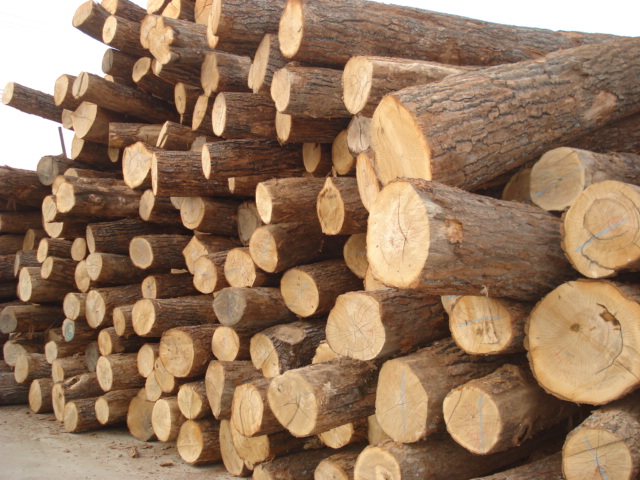 ���x��ľ,,ԭľ��Ԕ��(x��)��B