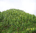 �c���鿴��ľ��==���_�Gɫ�y�У��Ŵ�DƬ