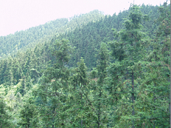 ɼľ���ص�Ԕ����B