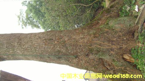 ��������õ�С�~�����Ř�/������Ԕ����B