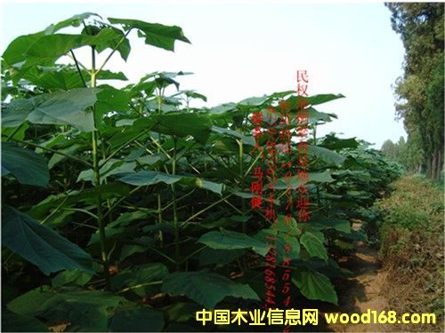 �c���鿴��ͩ��Ŵ�DƬ