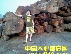 �ϓ뻨��ľ��Ԕ����B