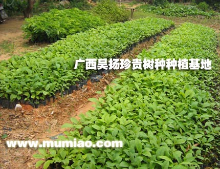 �c���鿴��ľ�磬��ľ�Nֲ����ľ��Ŵ�DƬ
