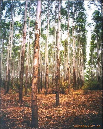 ��ľ��Ԕ����B