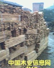 �c(di��n)���鿴��ľ��.�sľ��Ŵ�DƬ