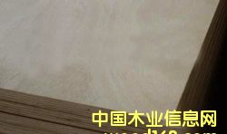 poplar plywood��Ԕ����B