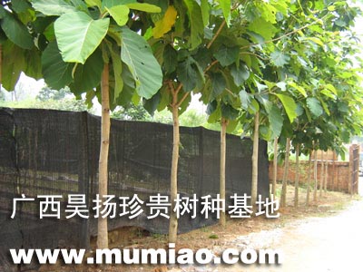 �c���鿴������ľ��N����ľ����;/�ɲ�/�r��Ŵ�DƬ
