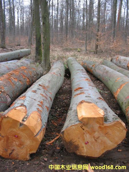 ԭľ��Ԕ��(x��)��B