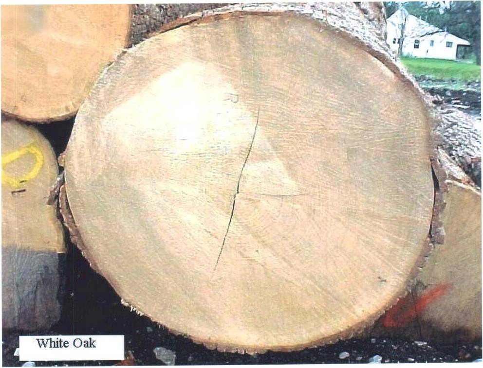 WHITE OAK LOG��Ԕ��(x��)��B