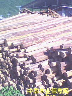 ɼԭľ2��Ԕ����B