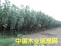 ����Ԕ����B