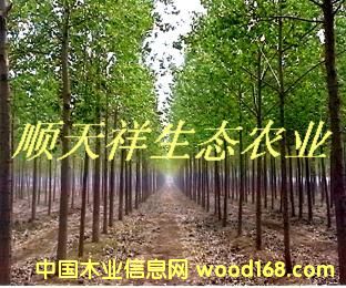 ���|��������ľ��Ԕ����B