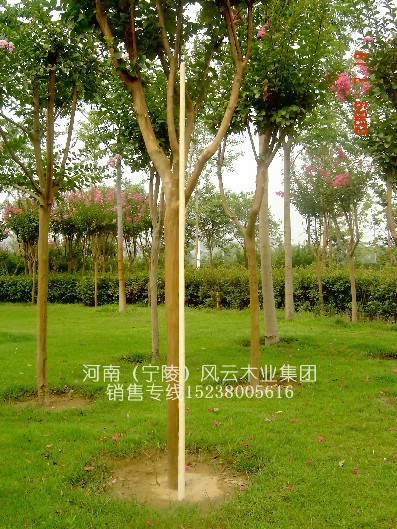 �������l(f��)��Ʒ��Ϟ�U���g��(�L1.6~2��,ֱ��2.8����)5��Ԕ����B