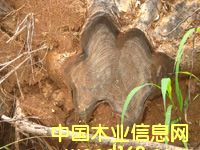 ��ľ�����Ԕ����B