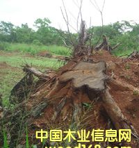 ��ľ�����Ԕ����B