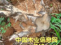 ��ľ�����Ԕ����B