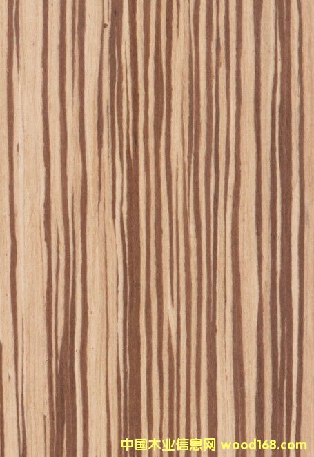K.Y.Zebrawood#204��Ԕ����B