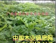 �S���� �S������ �S����Nֲ���g(sh��) �V��̩ͨ���Fľ��