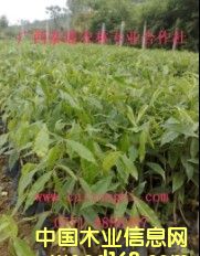 ���� ������ ����Nֲ���g(sh��) �V��̩ͨ���F����