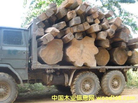 ������ľ