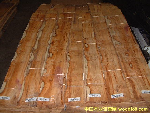 ��ɼ��������ɼ��YEW TREE
