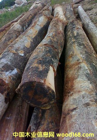 ���Ĺ�ľ��Ԕ����B