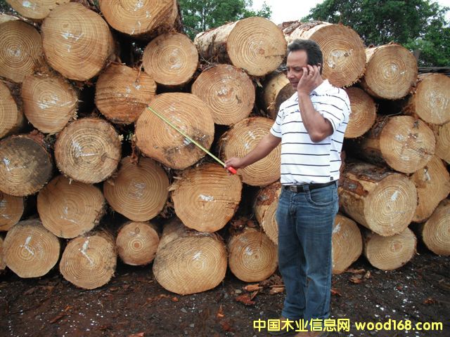 taeda pine 5��Ԕ����B