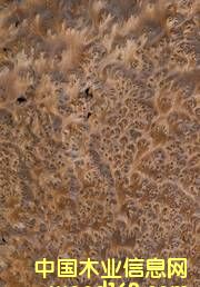 ��犰ص�Ԕ����B