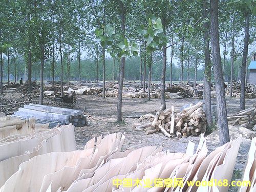 ��ľ��Ƥ��Ԕ����B