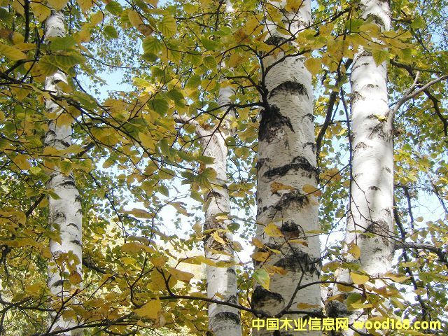 �ט�ľ�ΰ��Ԕ����B