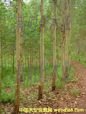 �c(di��n)���鿴����ֵ�1�Ŵ�DƬ