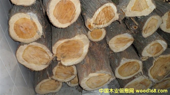 ��ľԭľ��Ԕ����B