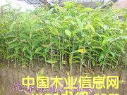 �������Ԕ����B