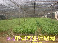 ����G����ľ��Ԕ����B