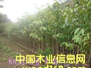 �������Ԕ����B