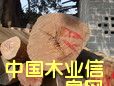 �����t��֦��Ԕ����B