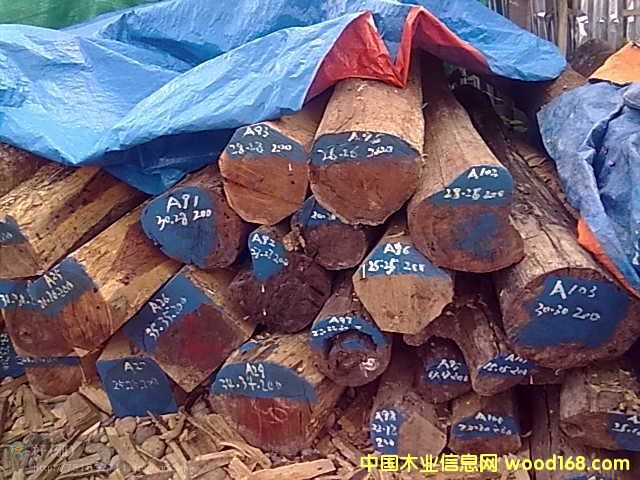 �����ϓ��t��֦����ֺ�S̴��