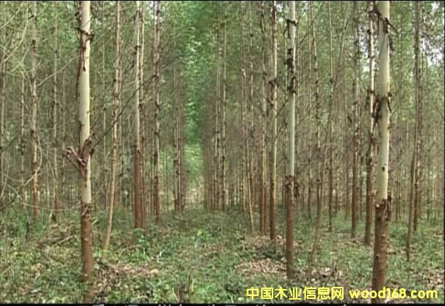 �������|���ԭľ��Ԕ����B