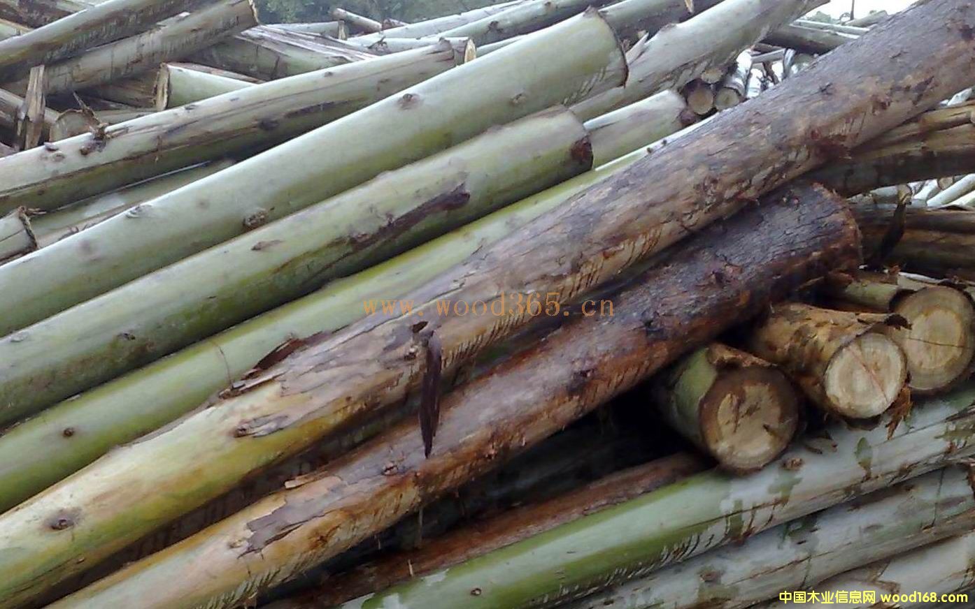 �������|���ԭľ��2��β��6CM�𣩵�Ԕ����B