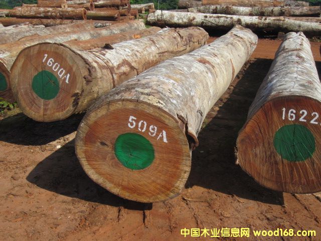 Bubinga �S̴ľ