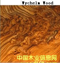 Mychelm Wood��Ԕ����B