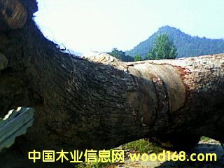 ����ľԭľ��Ԕ����B