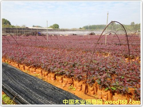 ���|�����ľ��Ԕ����B